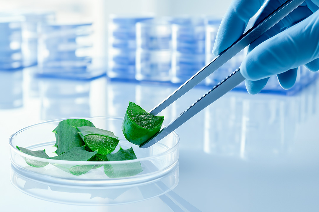 Person using tweezers to hold a green leaf in a petri dish