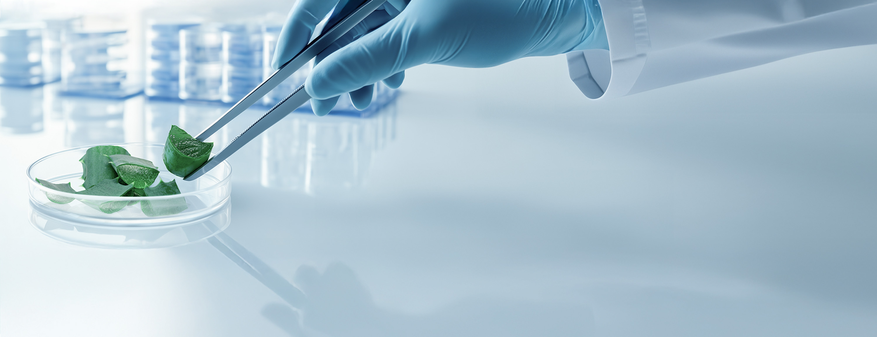 Close-up of a gloved hand using tweezers to handle green plant leaves in a petri dish.